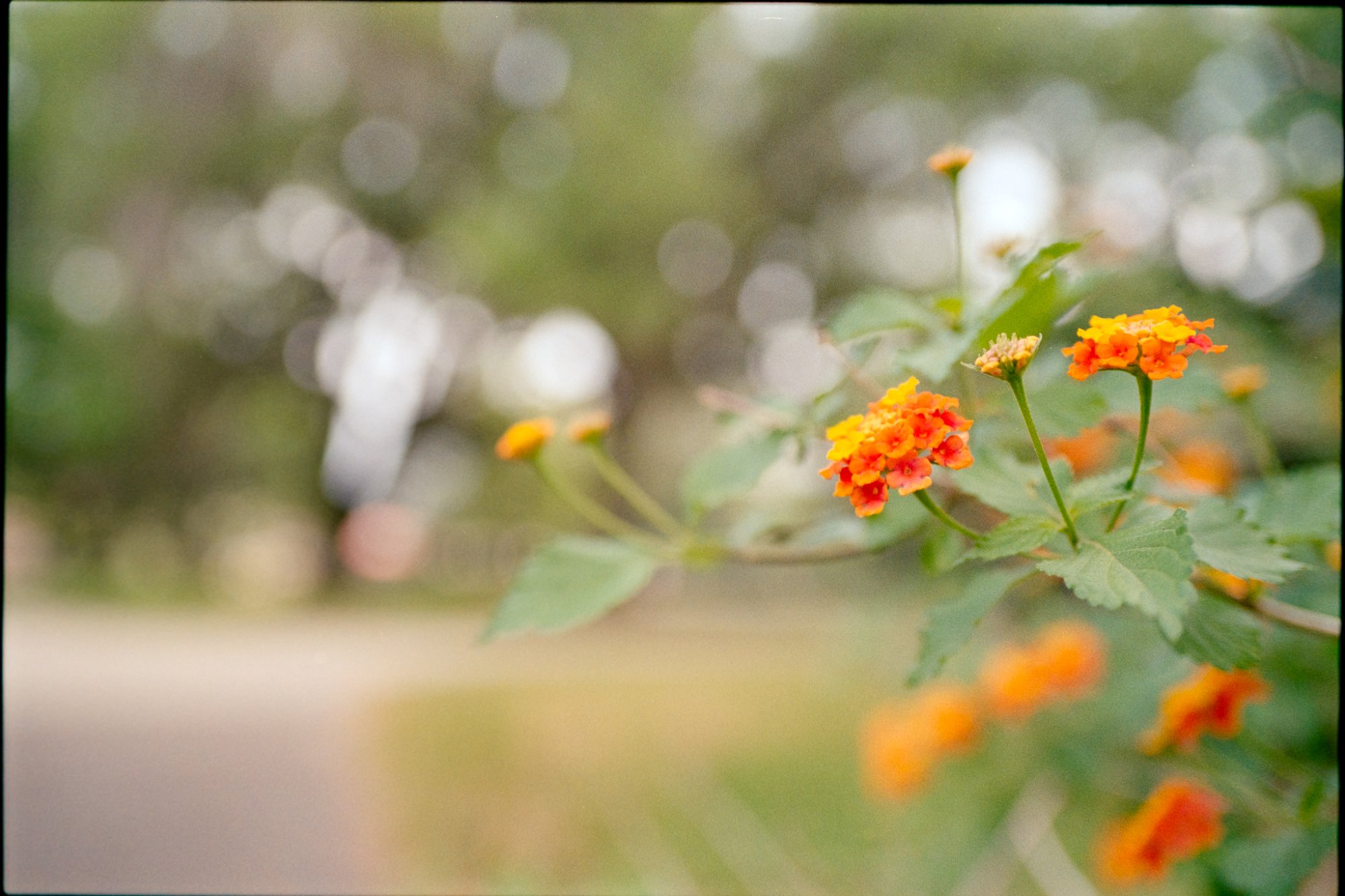 Roll _8_F100_2024_Image_25-positive.jpg