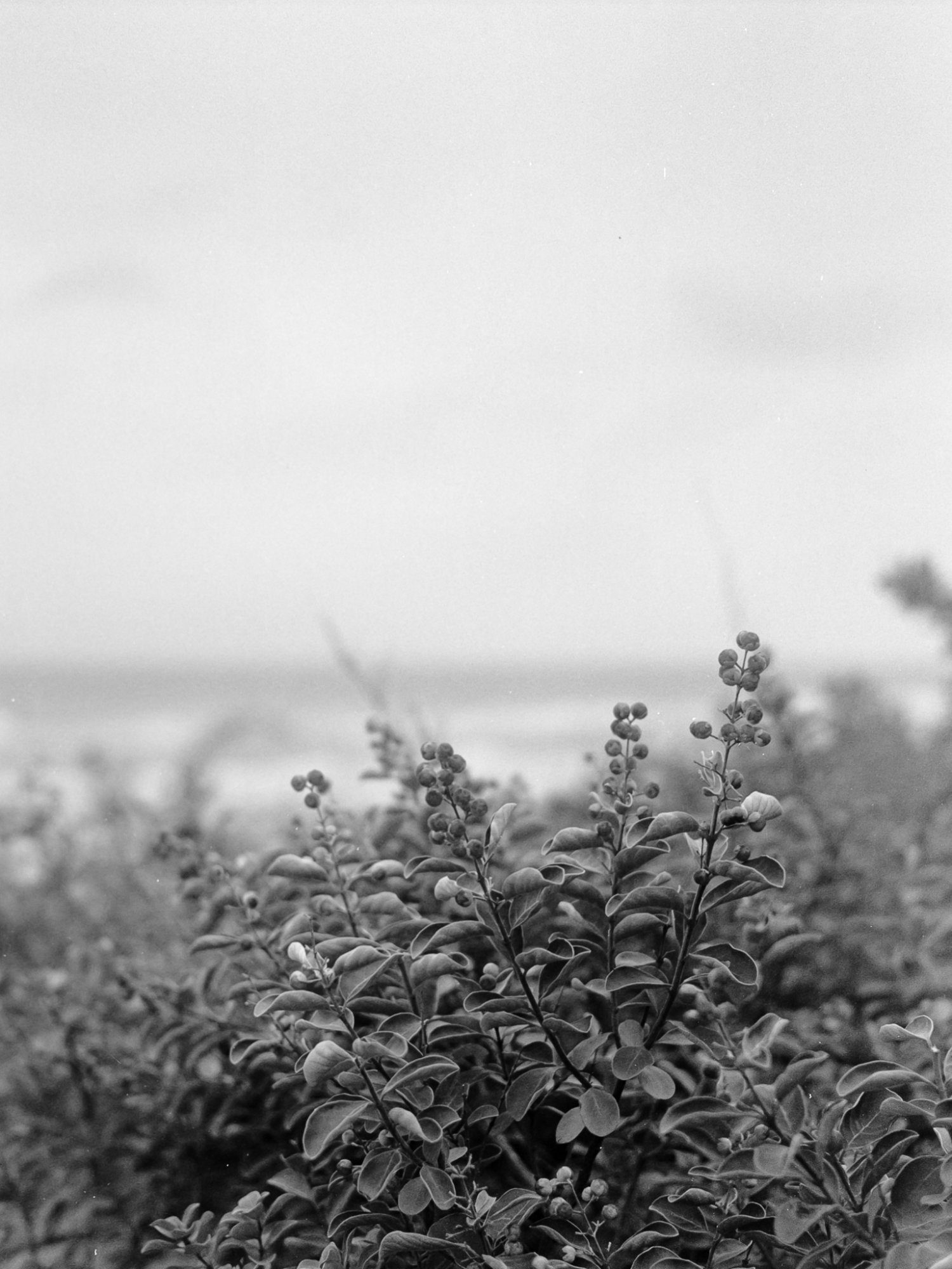 Roll _8_YashicaMat124_2025_Image_11-positive.jpg