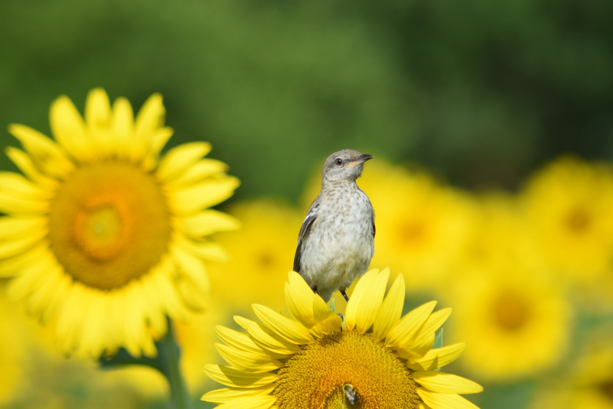 rsz_dsc_0292.jpg