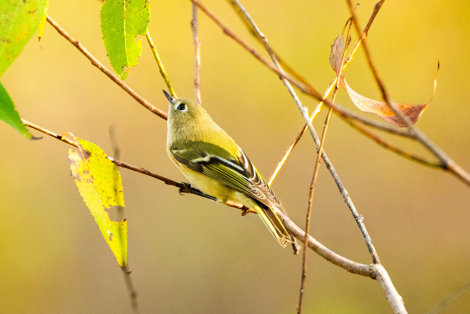 Ruby-crowned Kinglet 0002.jpg