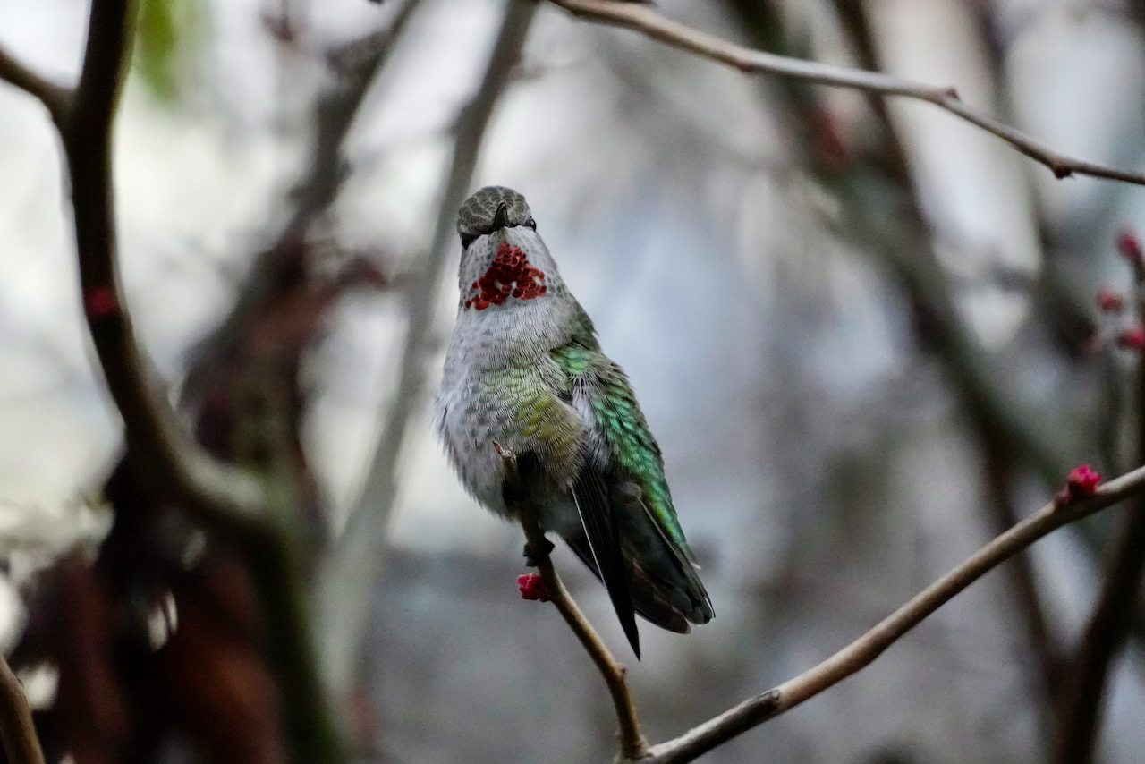 s-hummingbird-jpeg.2121205
