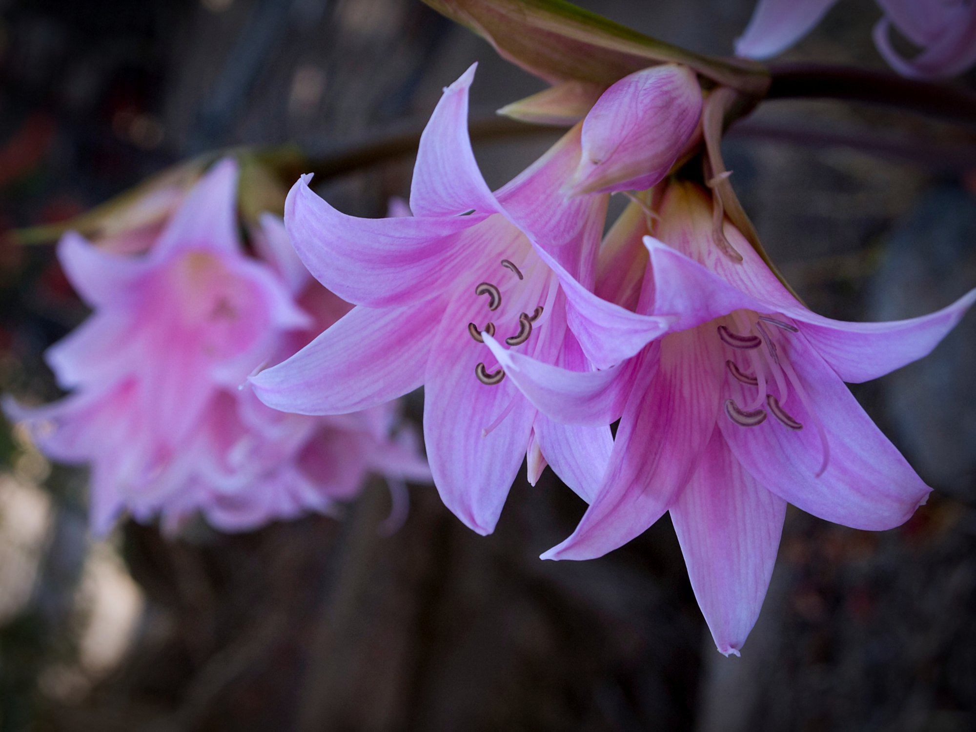 s lilys_ 10 rw 8.21.22 xv.jpg