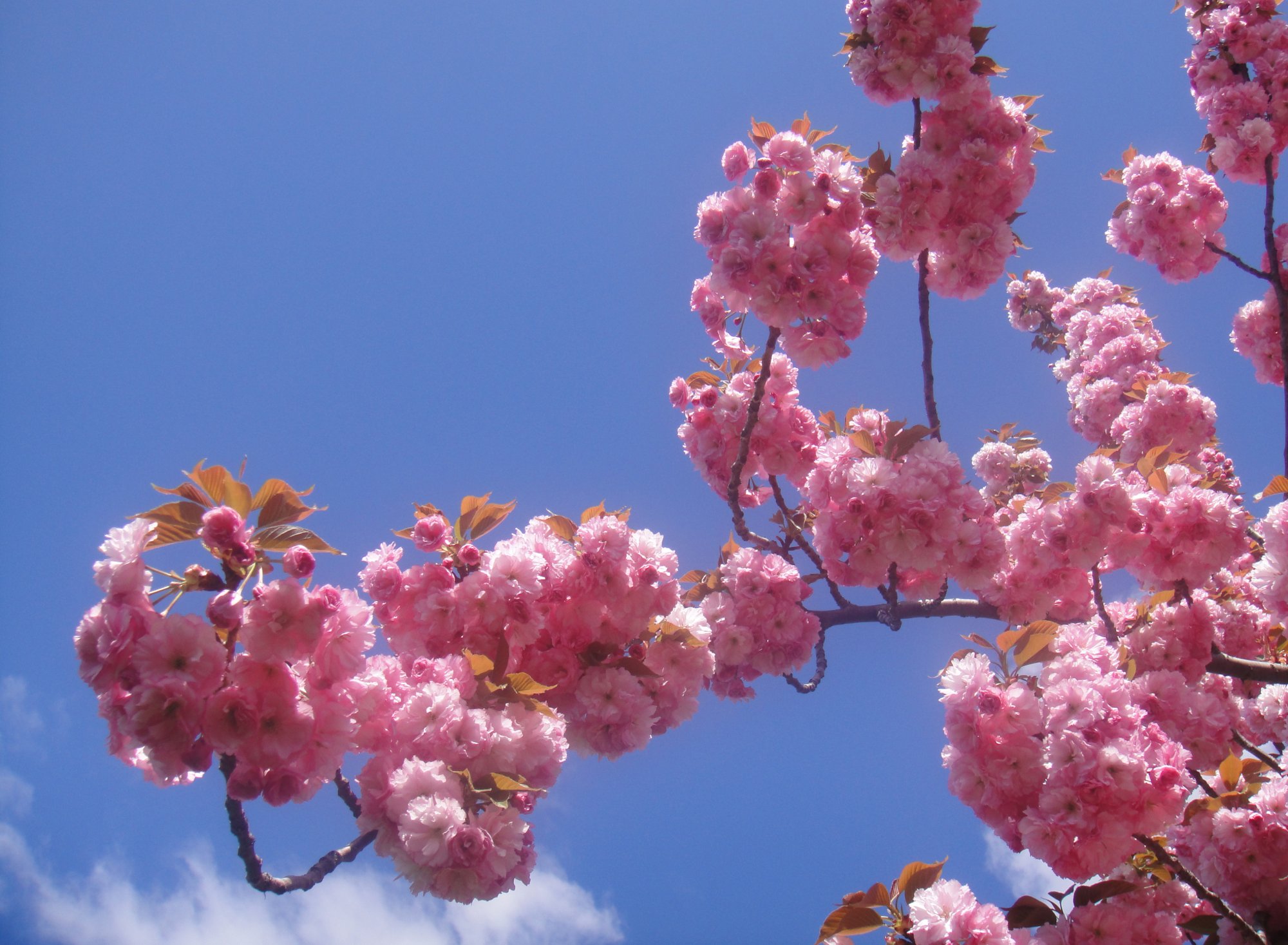 sakura2.jpg