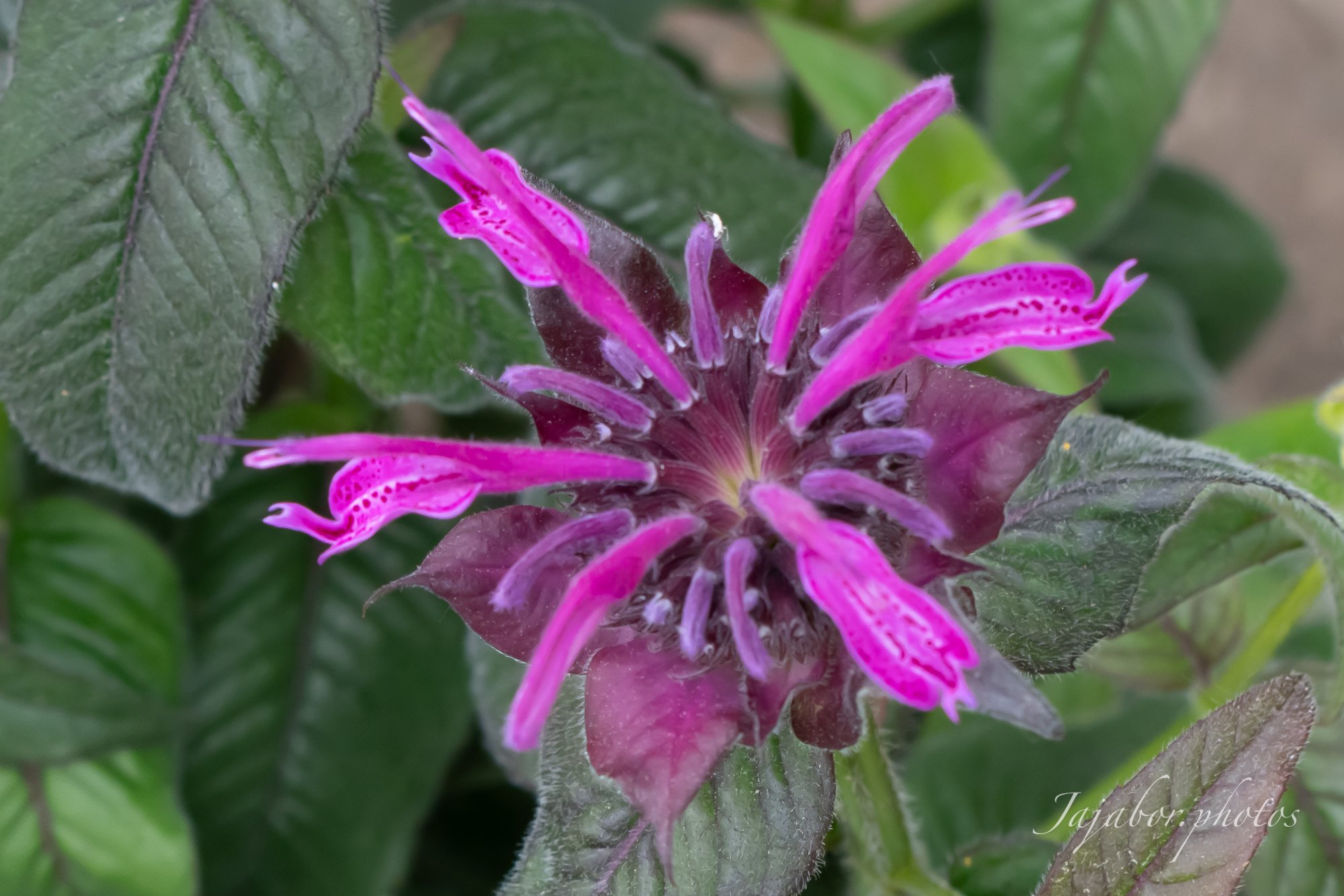 Scarlet Beebalm.JPG