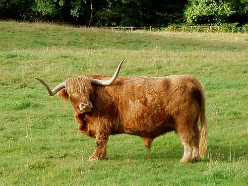 September-17th-"Hector-or-Hamish-".jpg