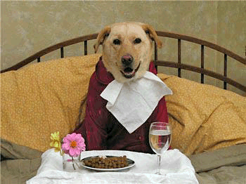 serveimage.gif