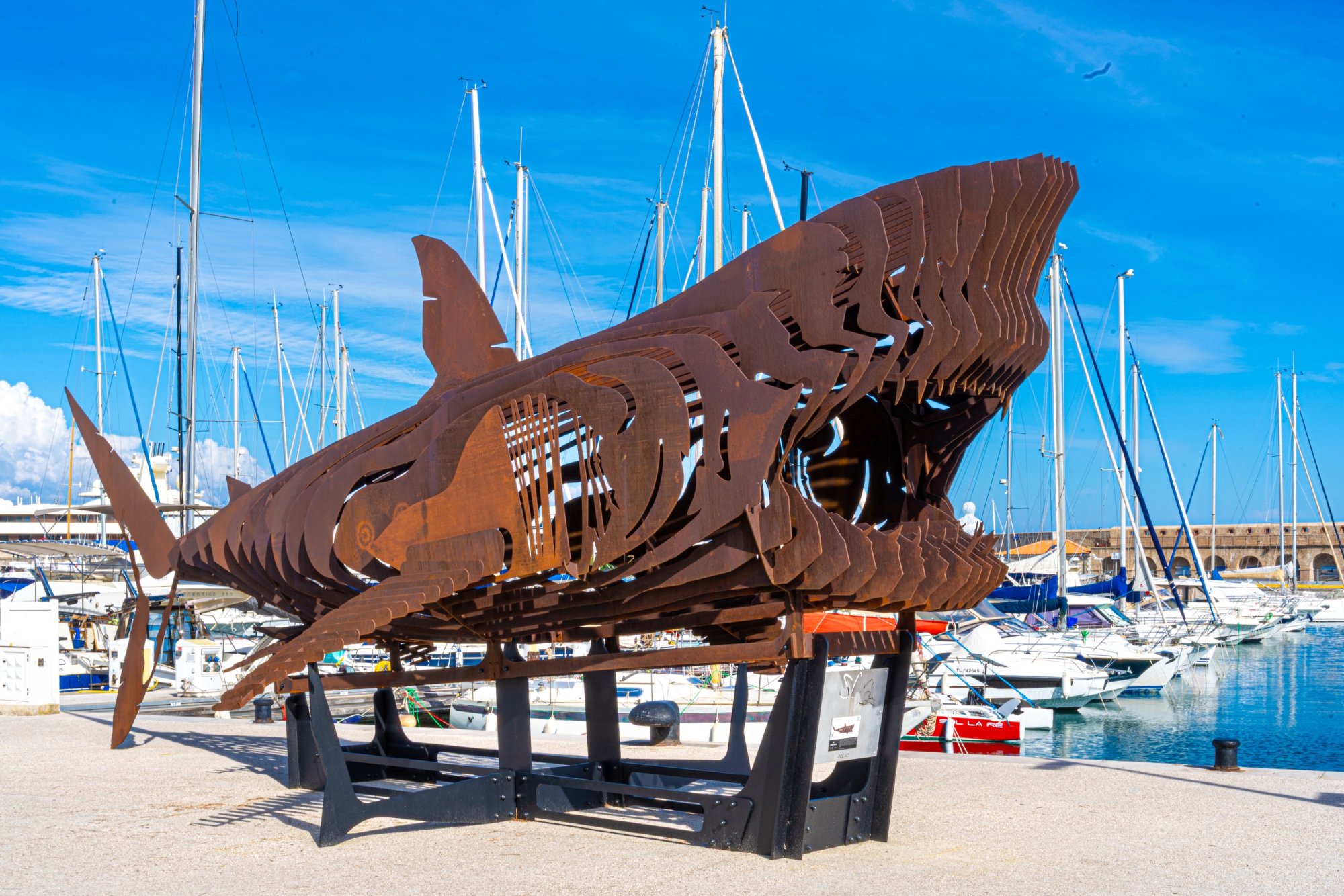 Shark.jpg