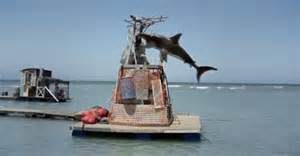 sharks.jpg