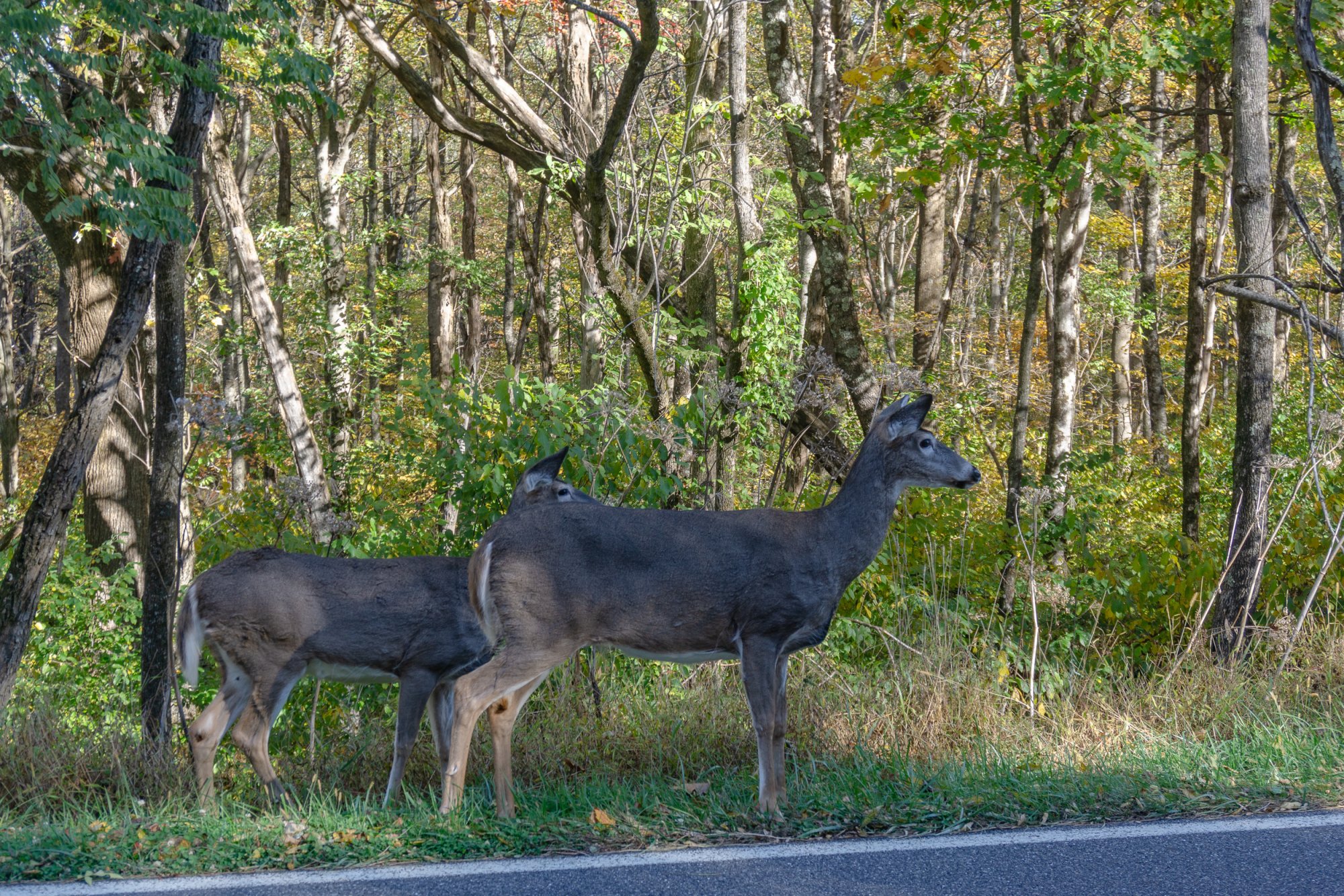 Shenandoah & Blue Ridge - 2500px-1.jpg