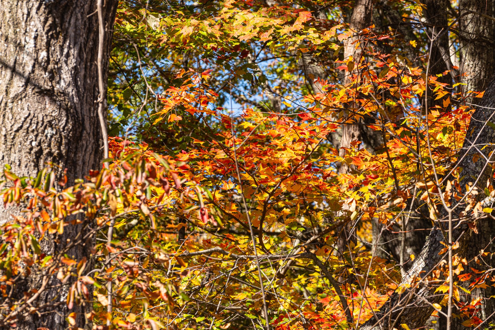 Shenandoah & Blue Ridge 2500px-36.jpg