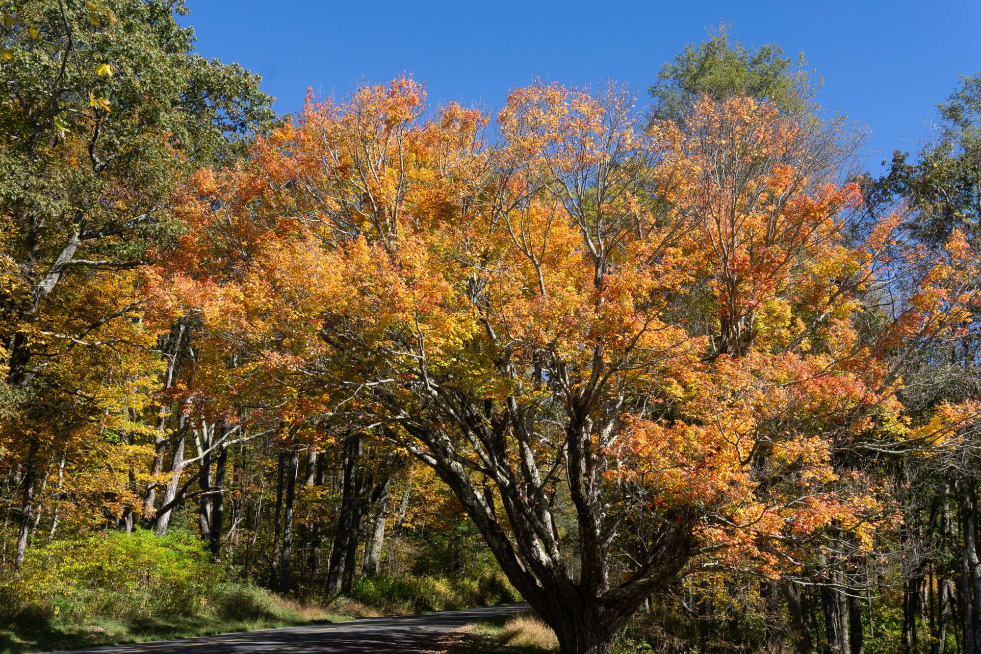 Shenandoah & Blue Ridge - 2500px-7.jpg