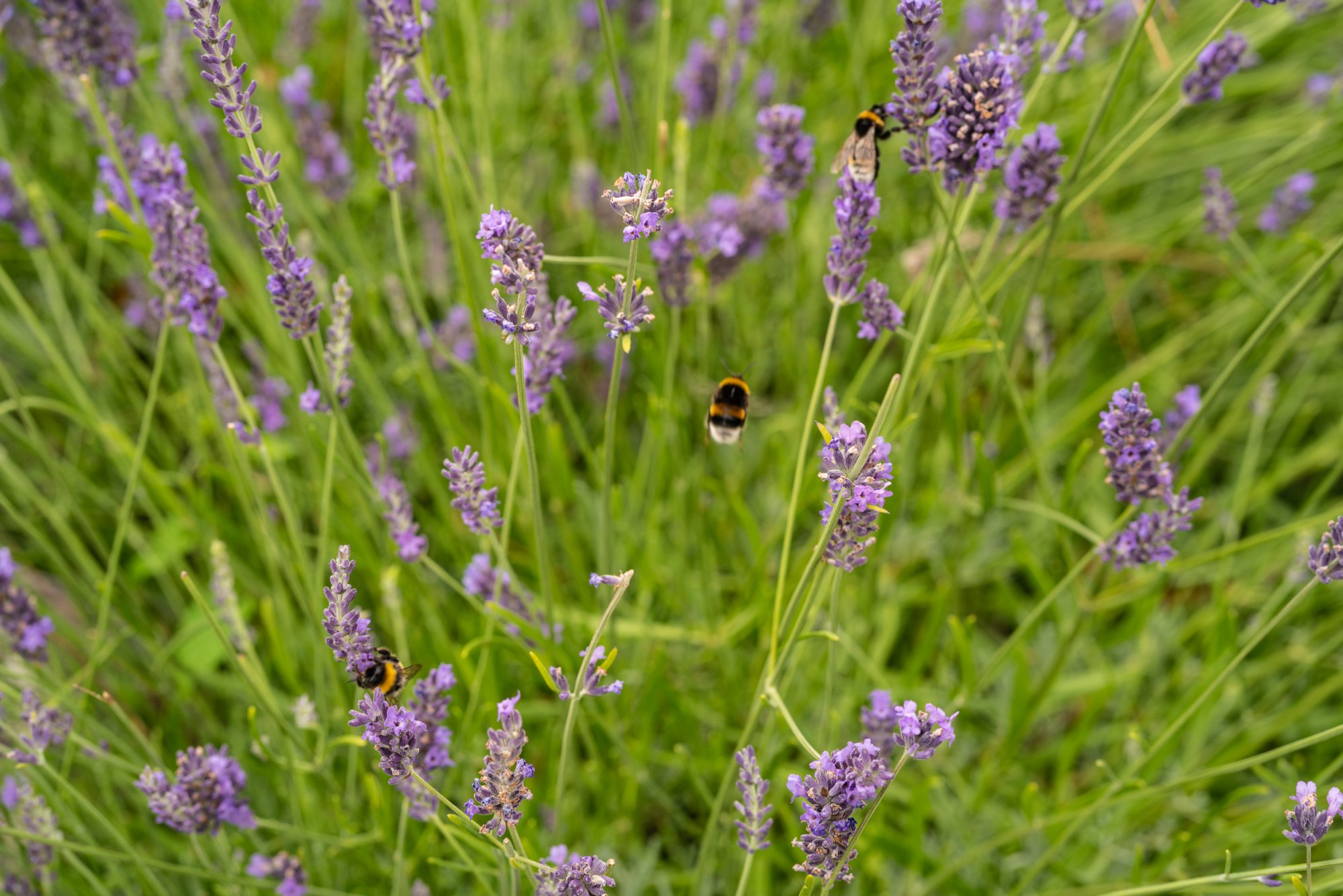Signal du Bougy 2500px-34.jpg
