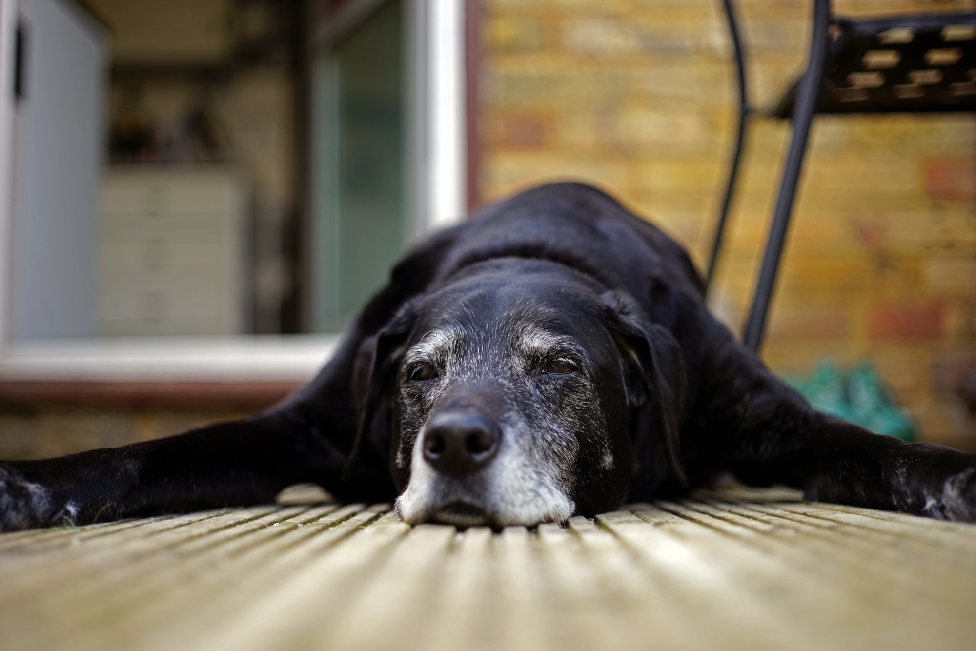 Snoozing.jpeg