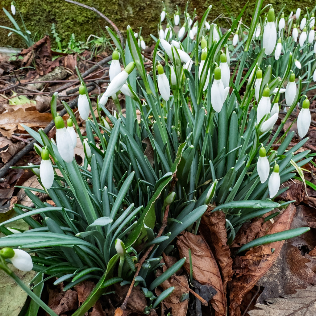Snowdrops20250215-1.jpg