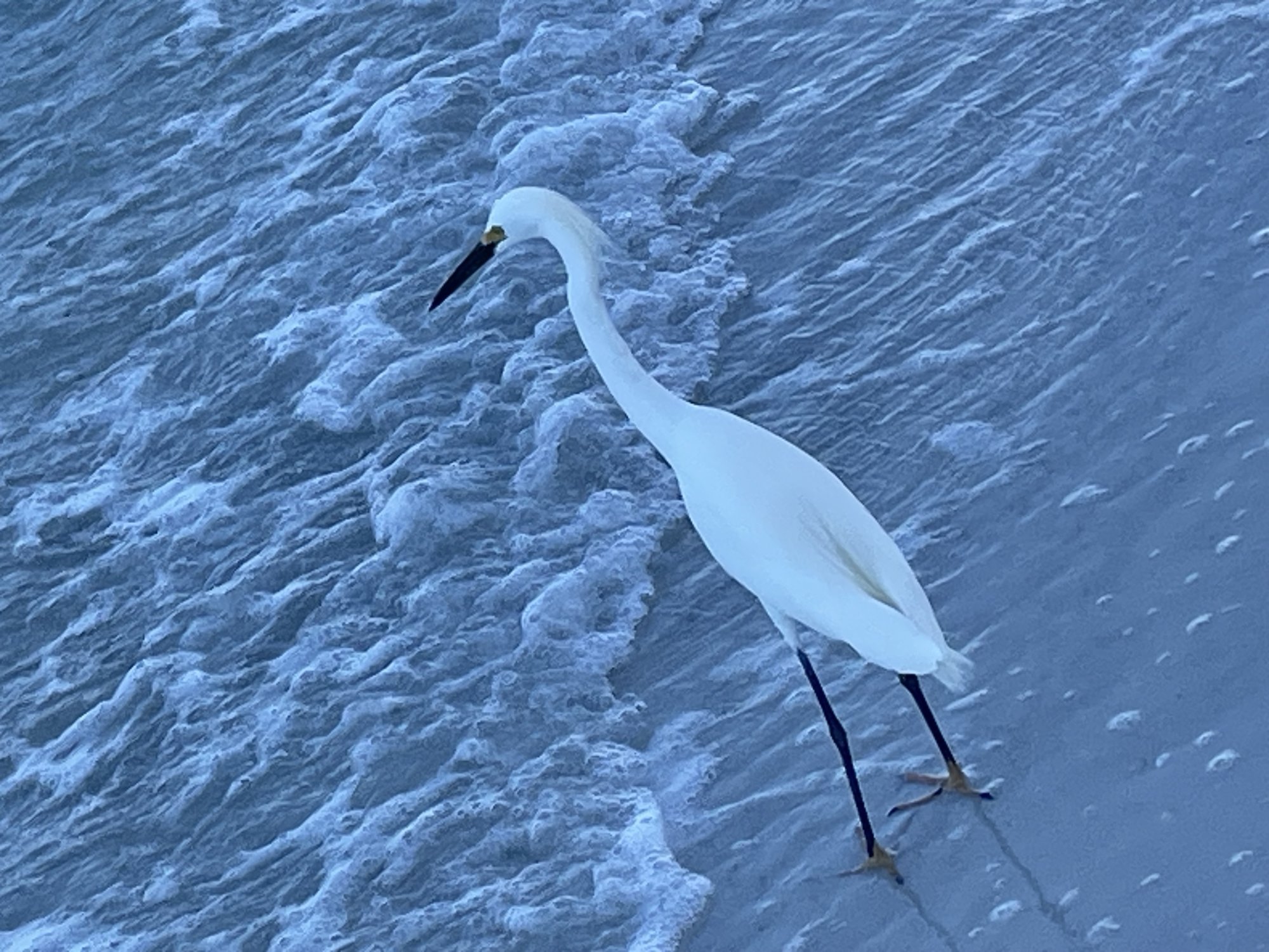 Snowy_egret maxcro.jpg