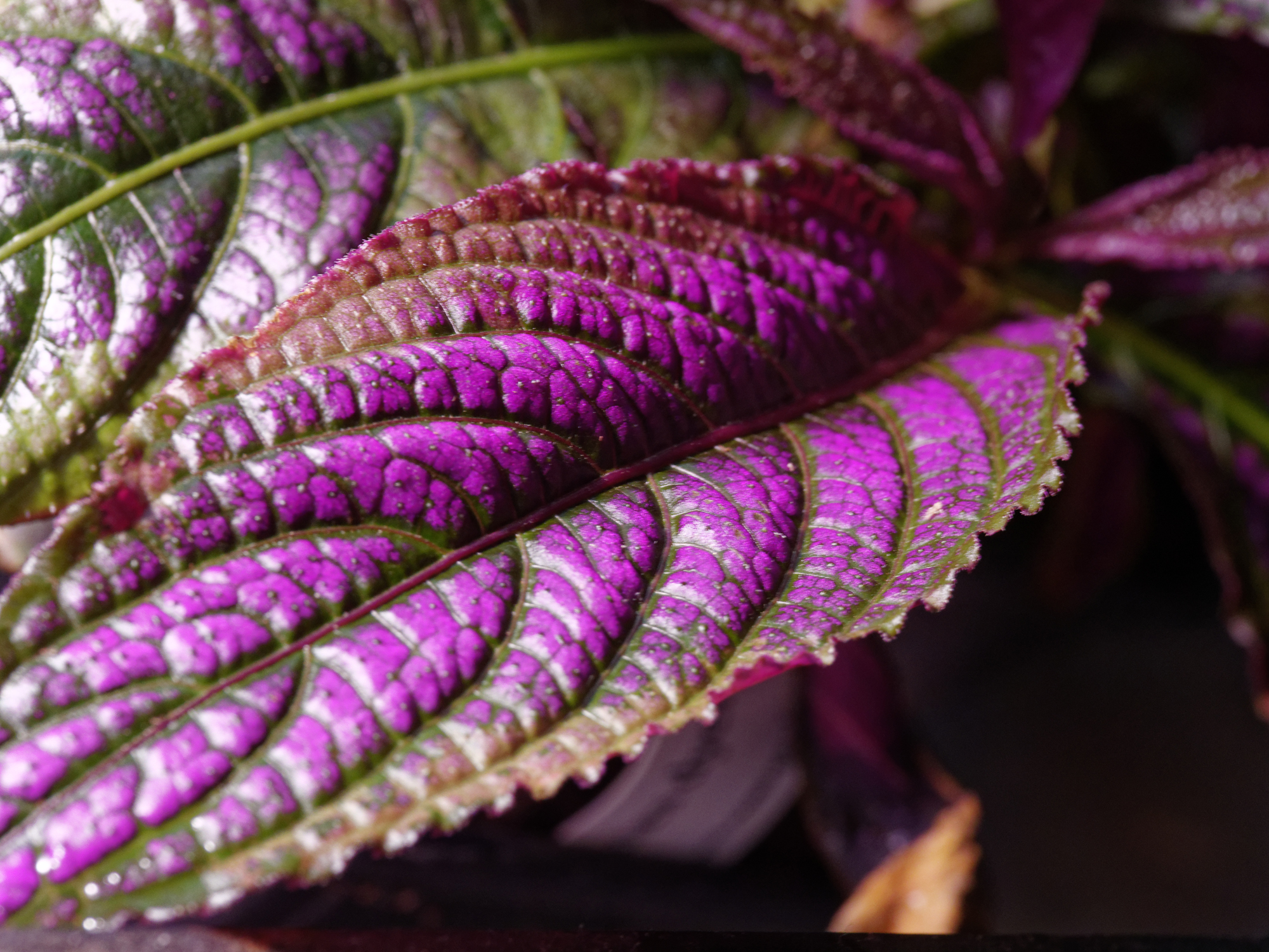 strobilanthes2k.jpg