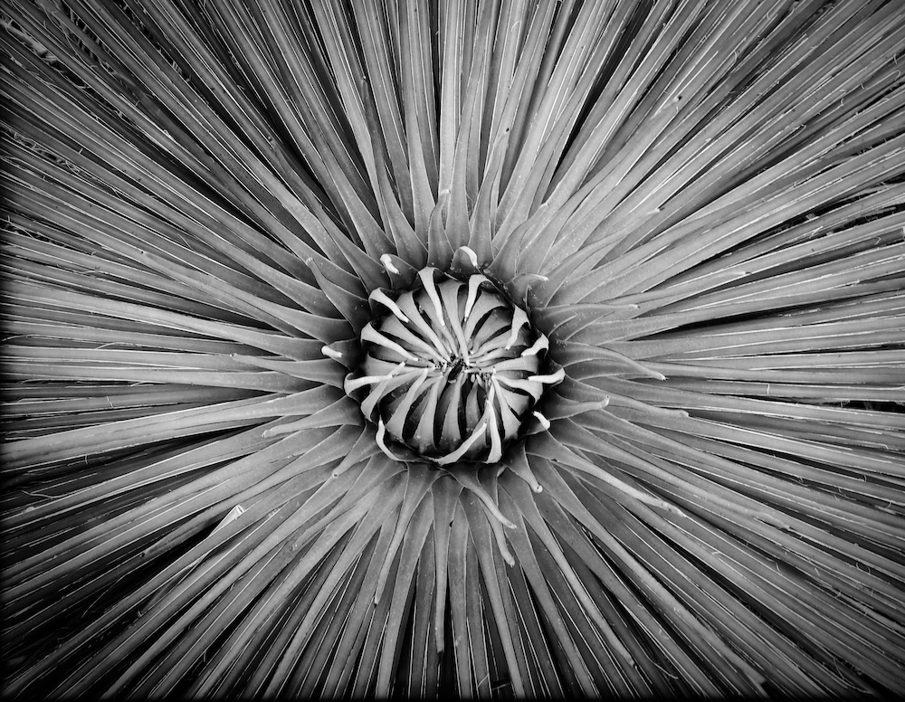 Succulent 2 BW.jpg