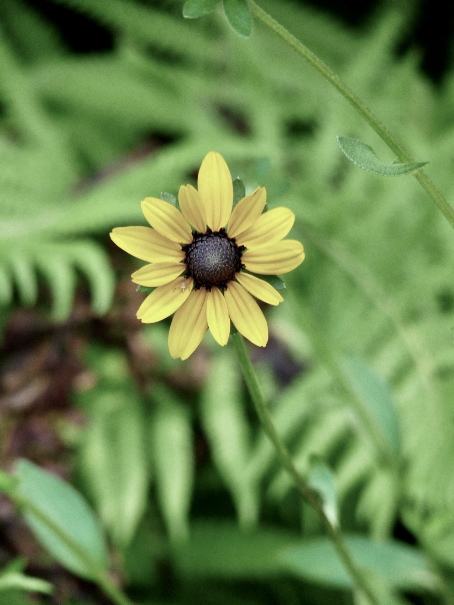 sunflower.jpg
