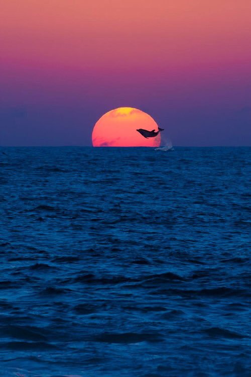 sunset featured dolphin - Imgur.jpg