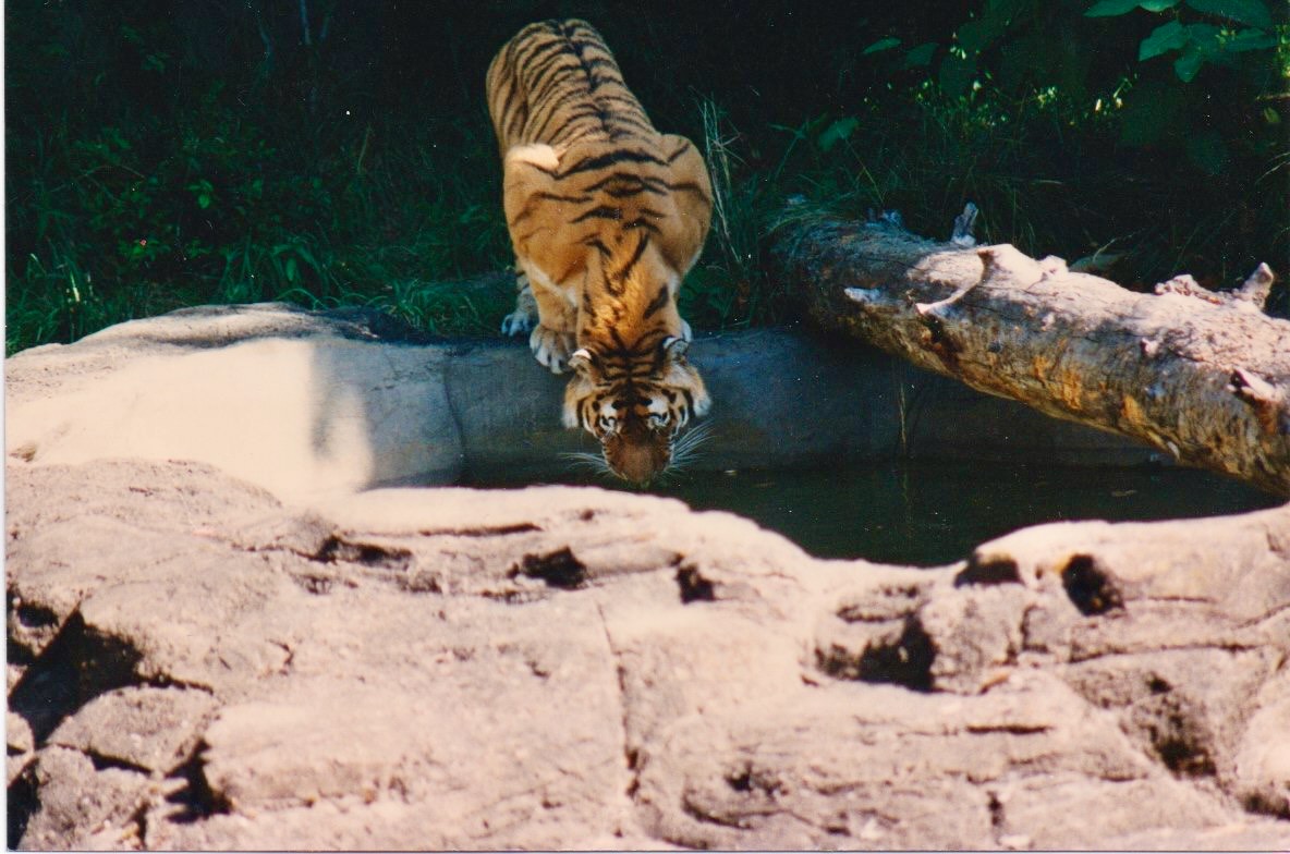 tiger - 1.jpeg