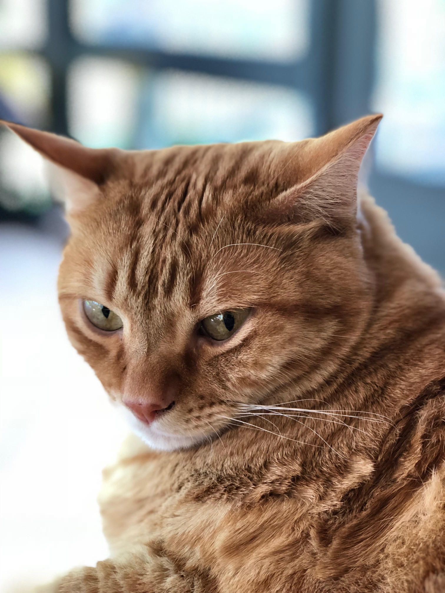 Tiger.jpeg
