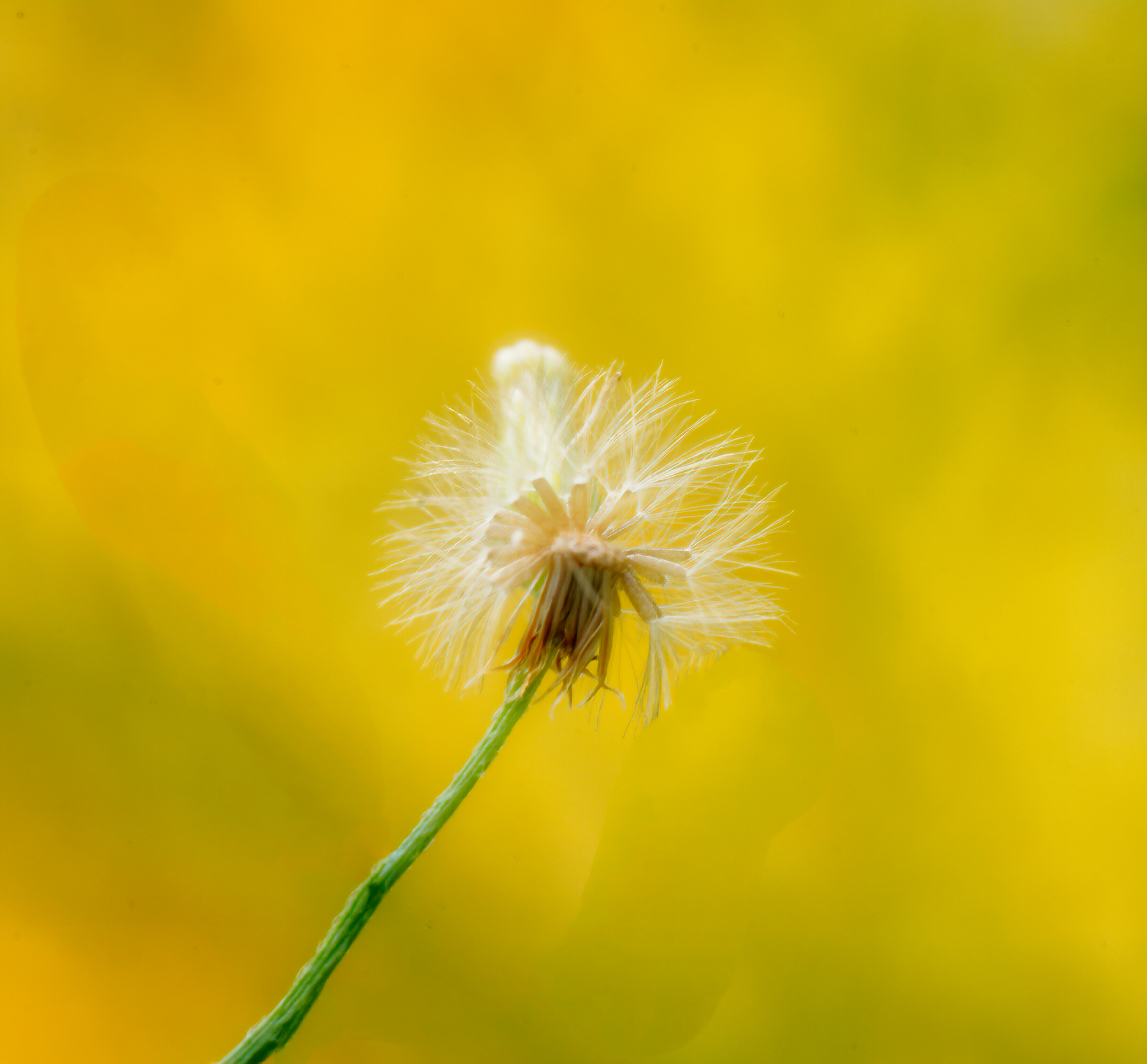 Tiny Thistley Thing.jpeg