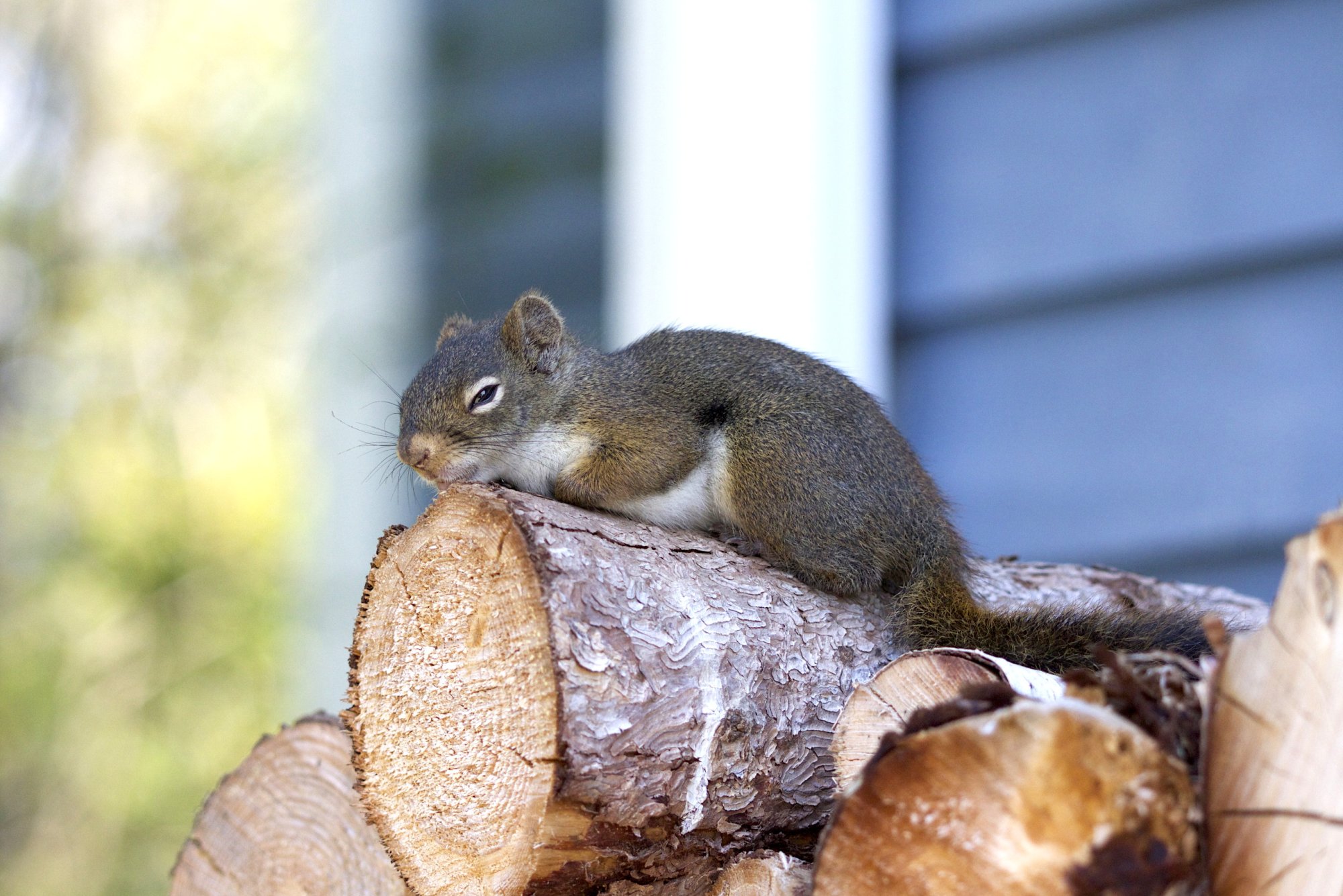 tired little guy on log.jpg