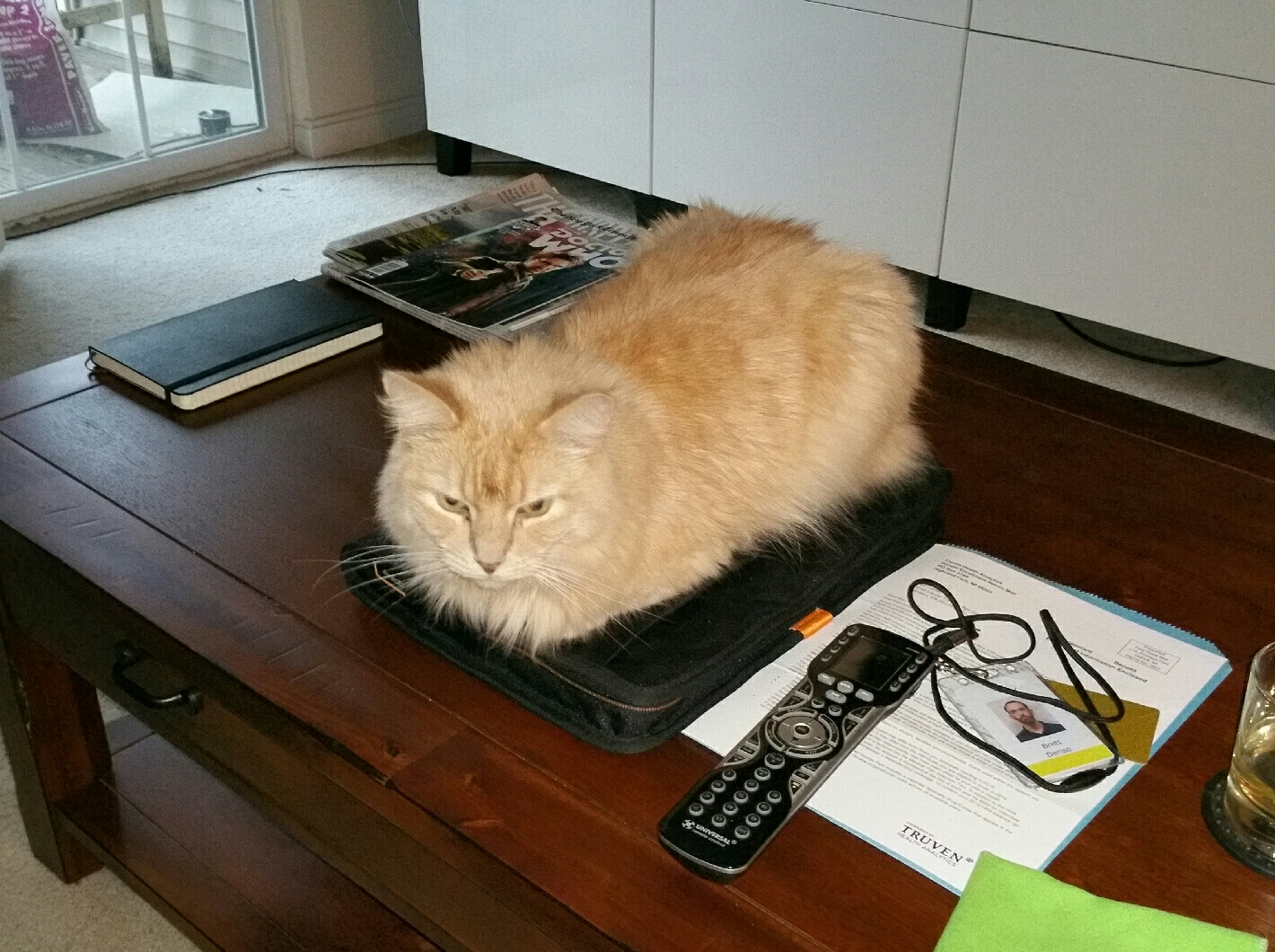 tmp_3506-Cat Bed1136937760.jpg