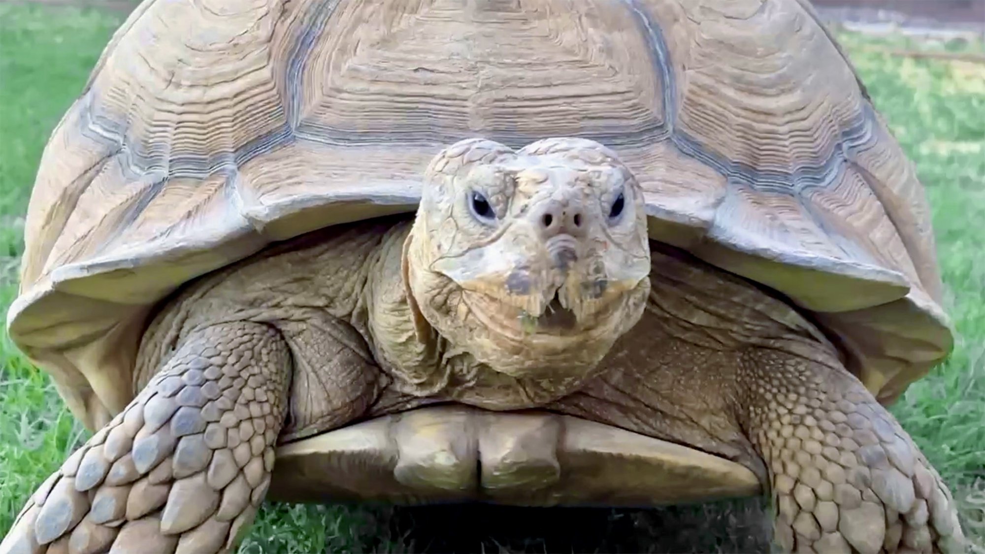 tortoise.jpg