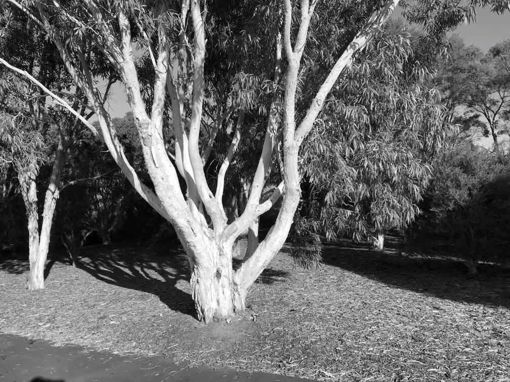 Tree.jpg