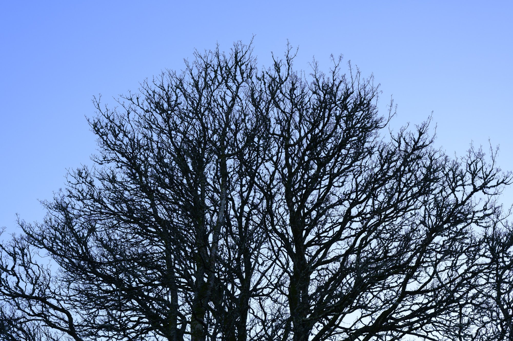 Tree20251119-1.jpg