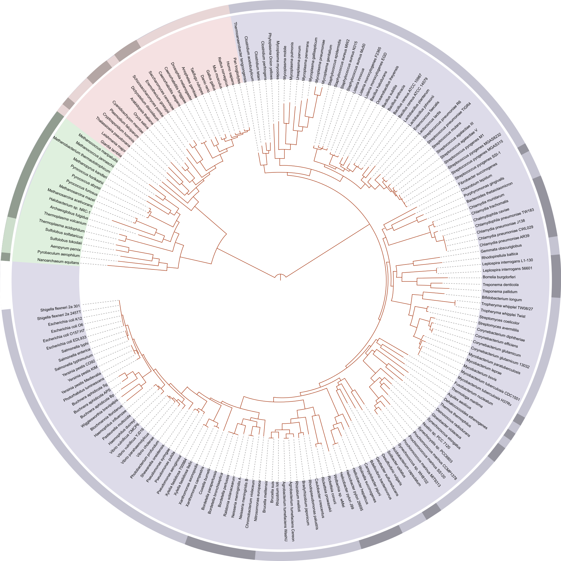 Tree_of_life_SVG.svg.png