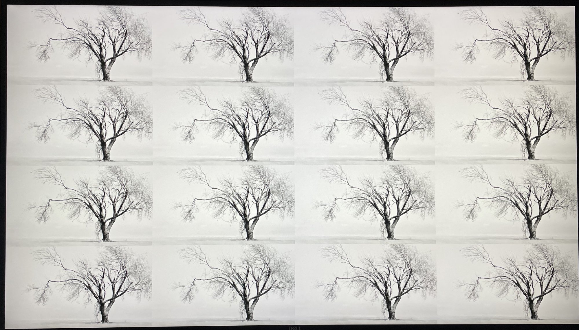 tree_test_U2720Q.jpg