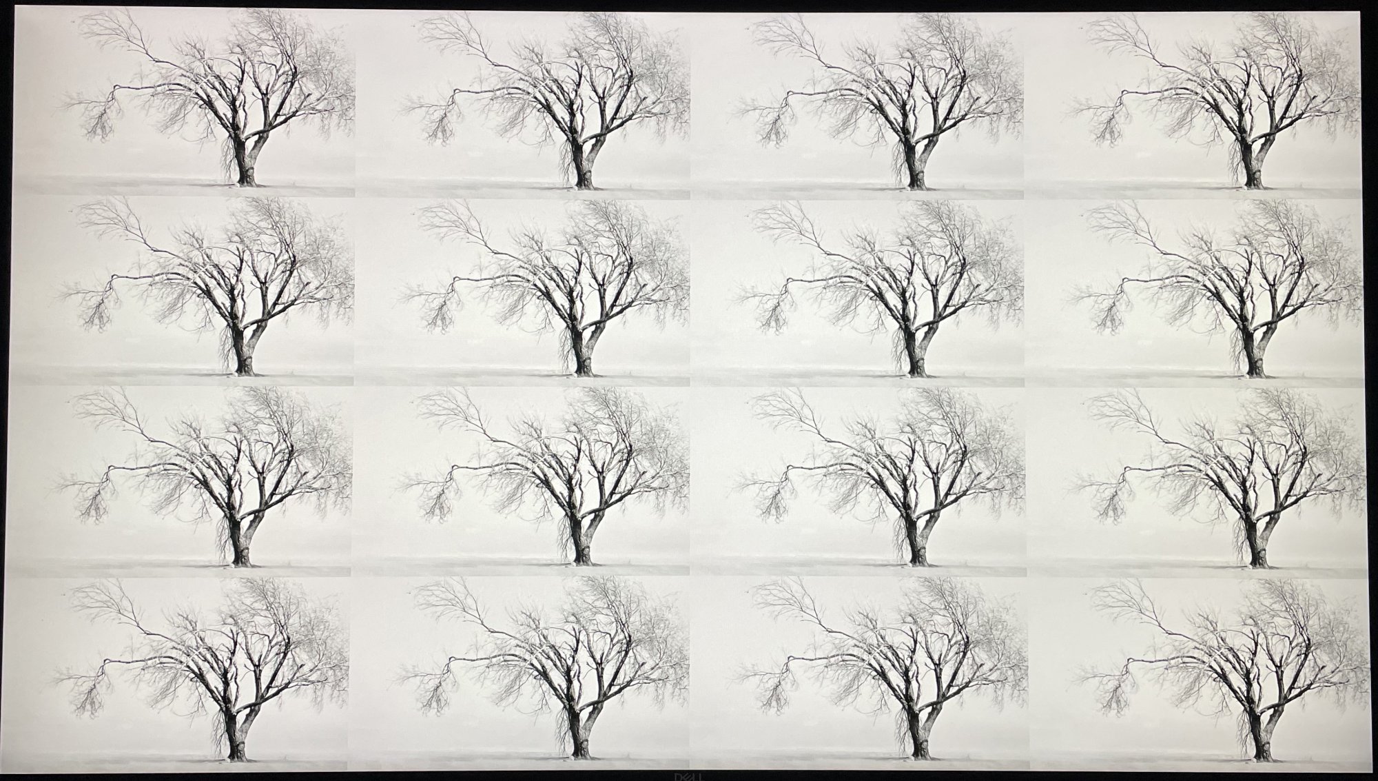 tree_test_U2720Q_worse_unit.jpg