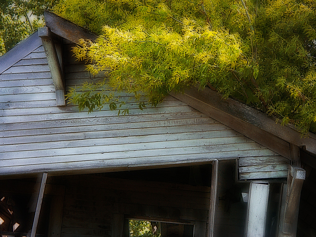 treeshouse.jpg