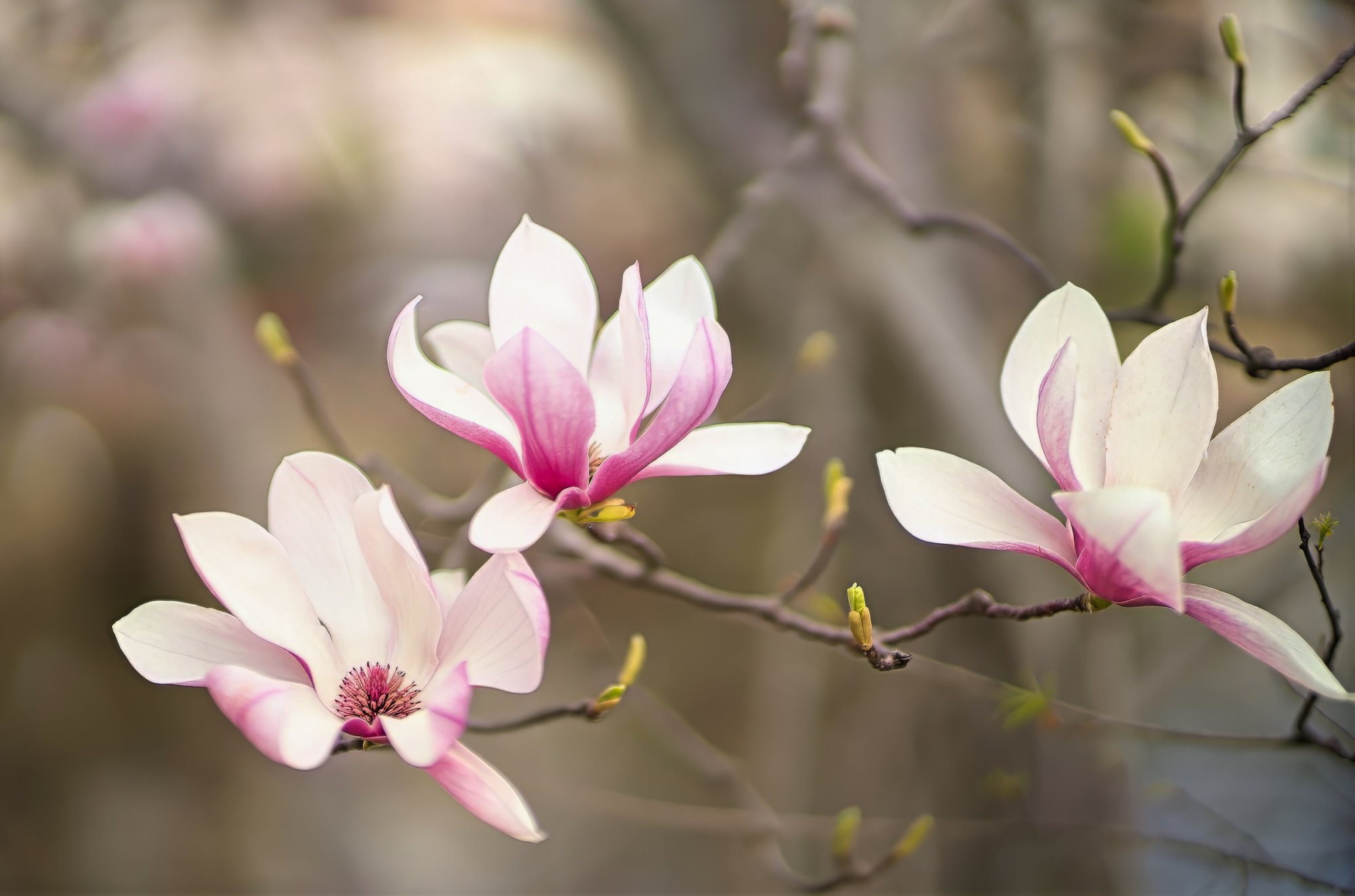 Trio of Tulip Magnolia Blossoms.jpeg