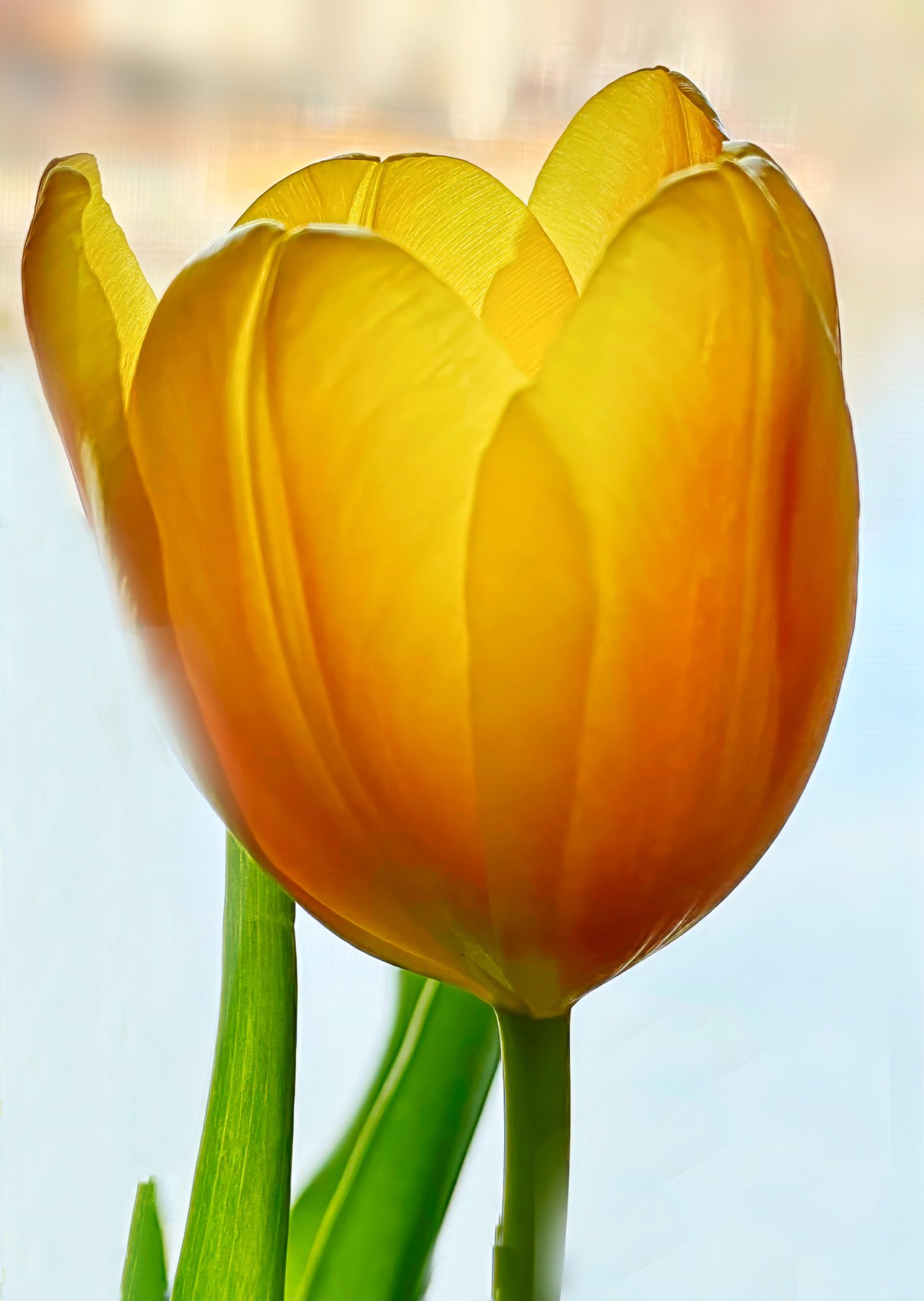 Tulip Glowing in Spring Light.jpeg