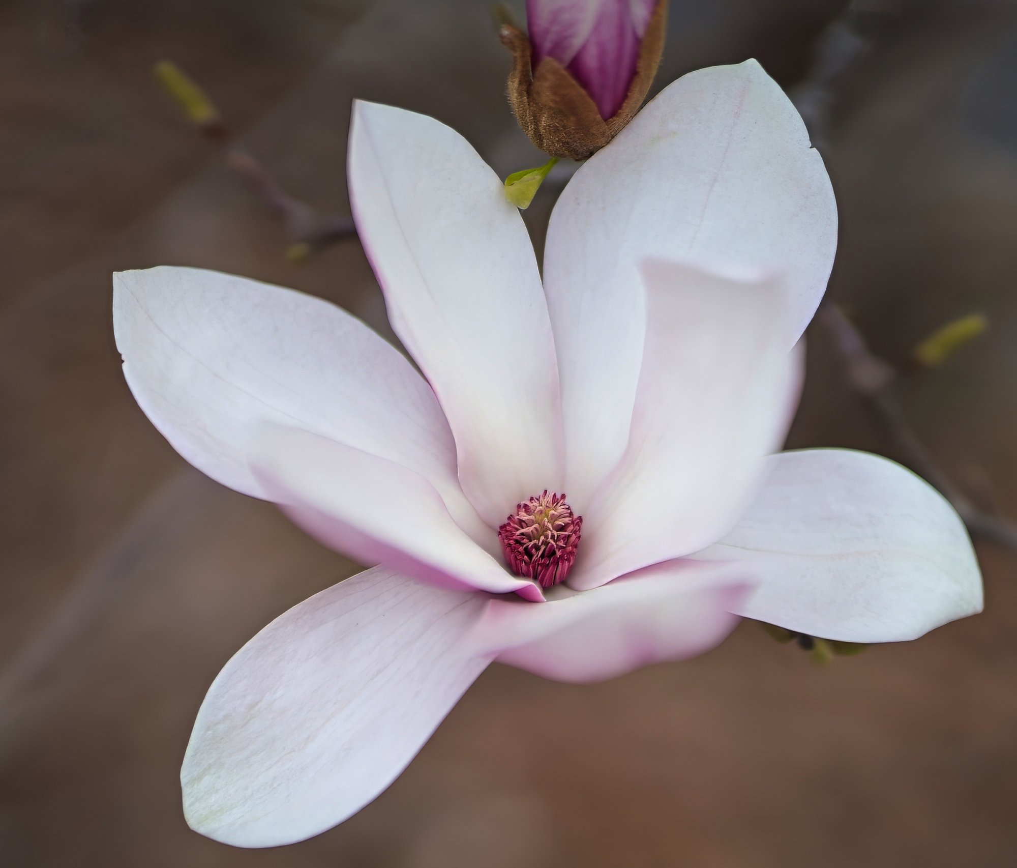 Tulip Magnolia Blossom Fully Open.jpeg