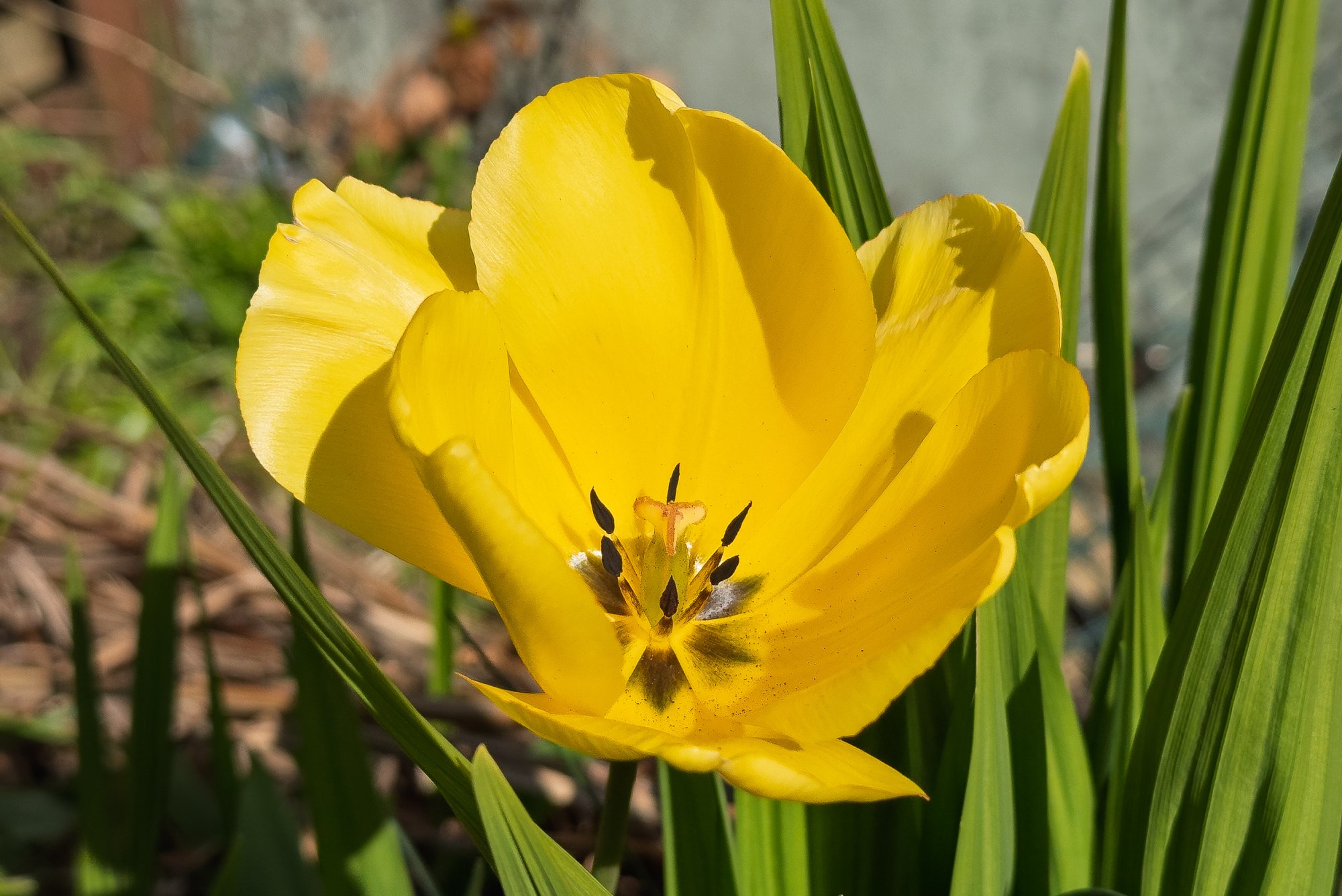 Tulip20250408-1.jpg