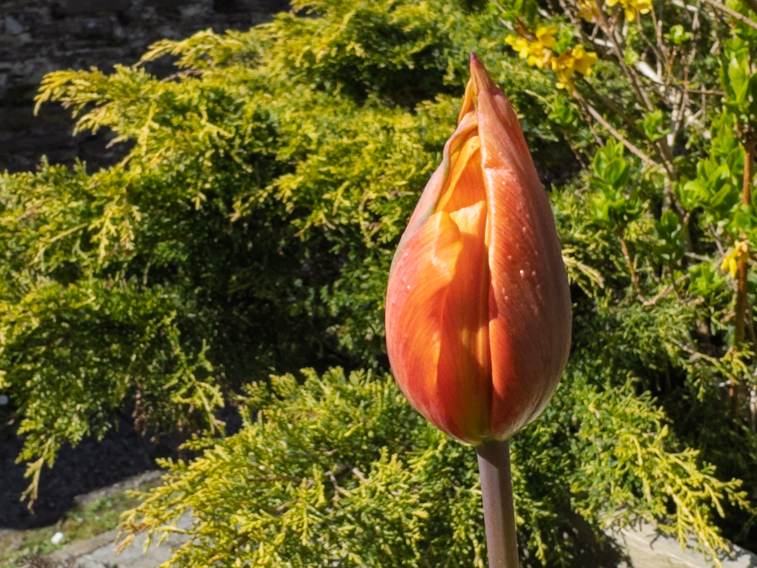 Tulip20250408-2.jpg