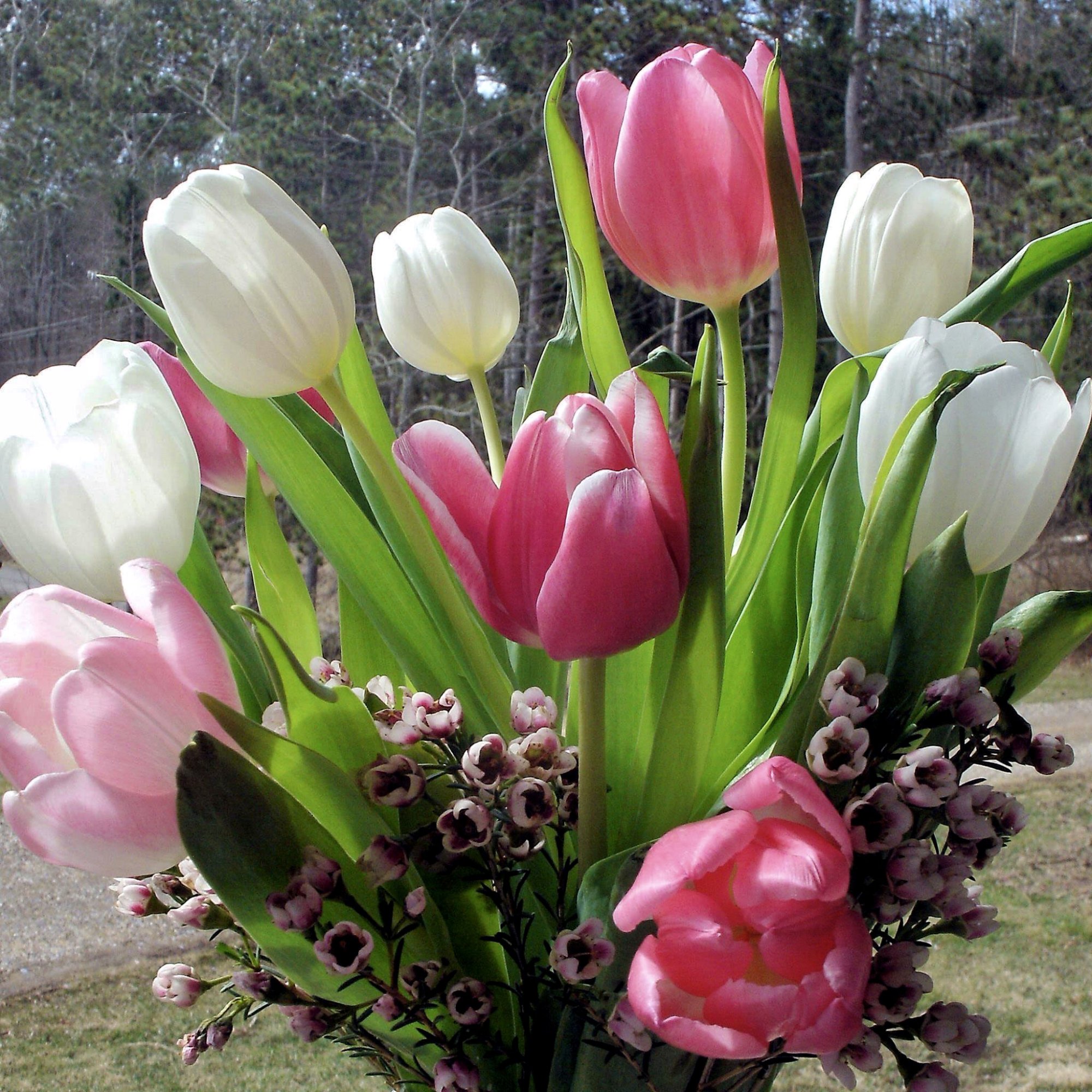 tulipboquet.jpg