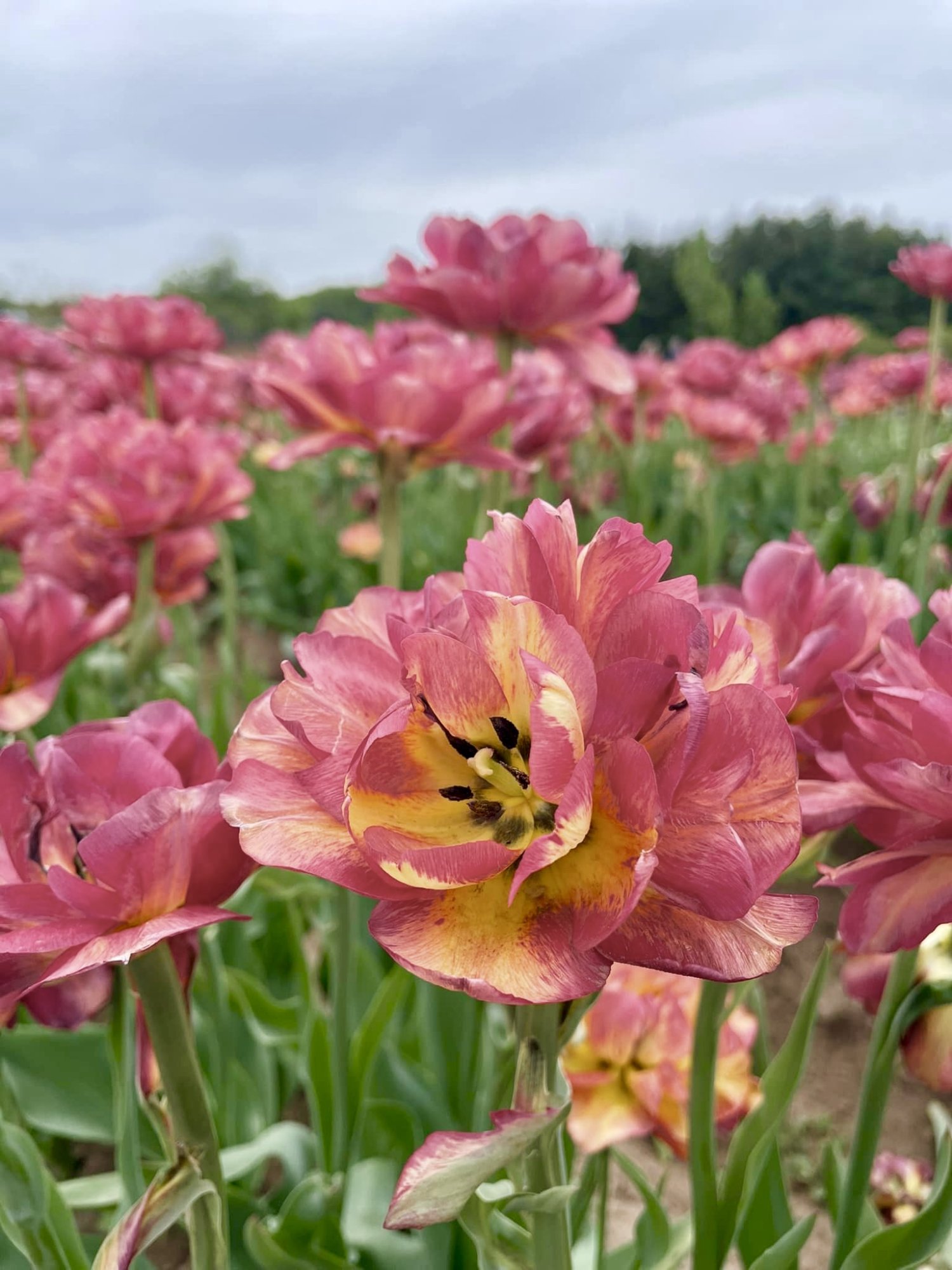 tulips.jpg