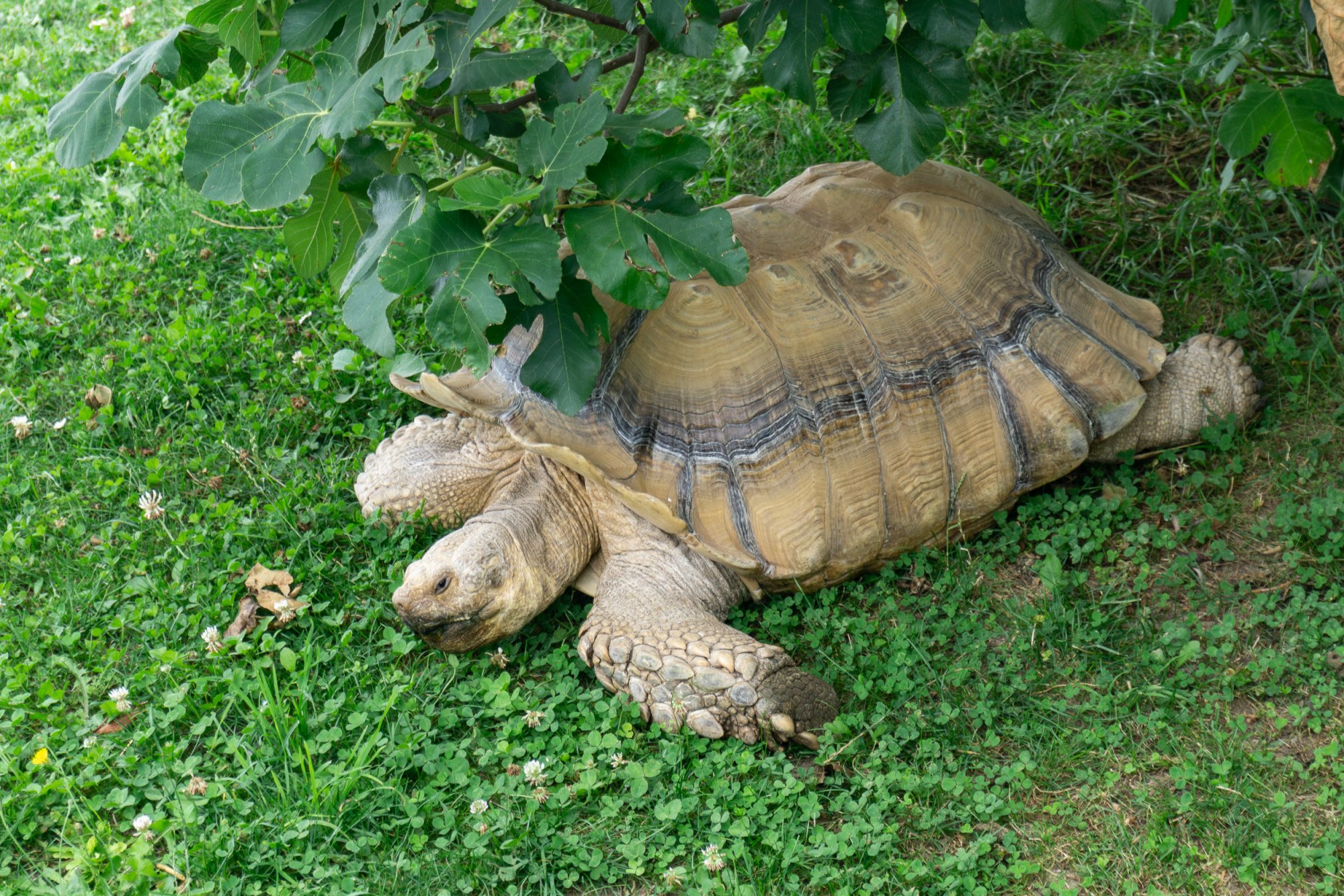  Turtles - 2500px-2.jpg