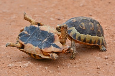 two-leopard-tortoise-fighting-260nw-371617627.jpg