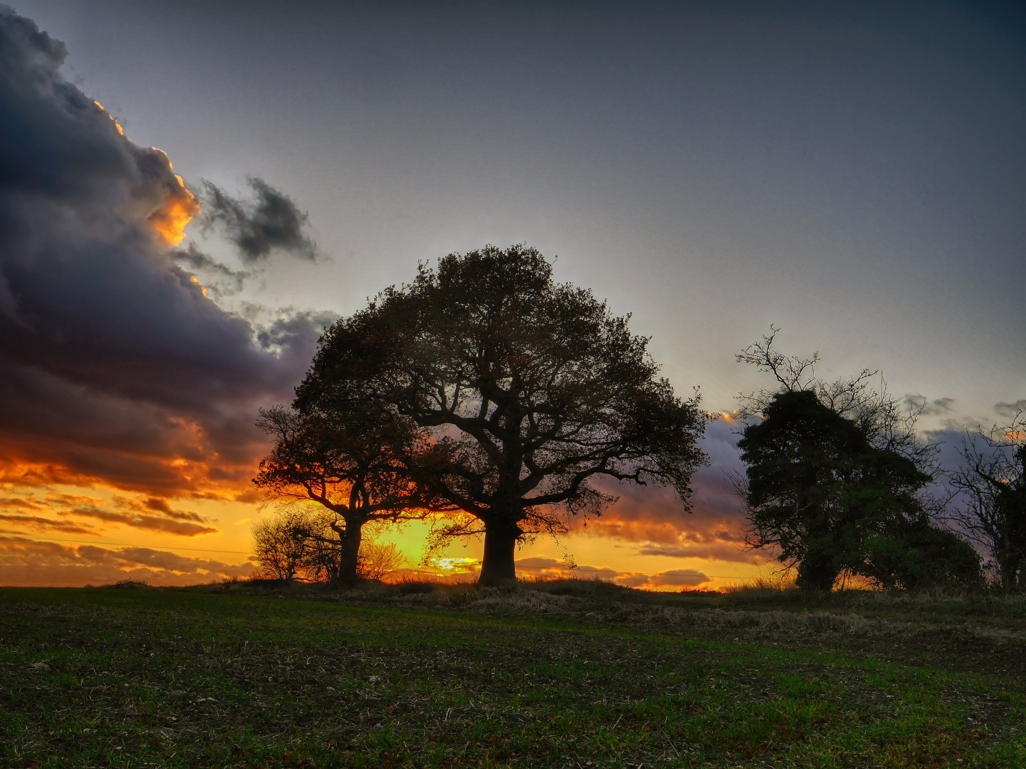 Two Trees on Fire.jpg