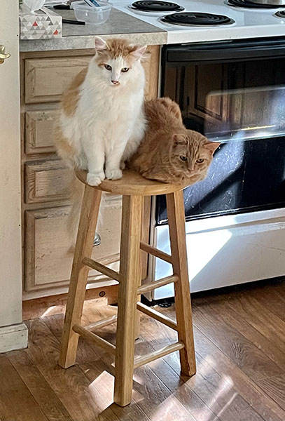 twocats.jpg