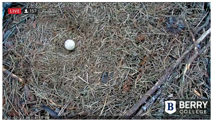 unattended egg 2020 Feb 23.jpg