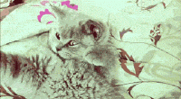 unnamed.gif