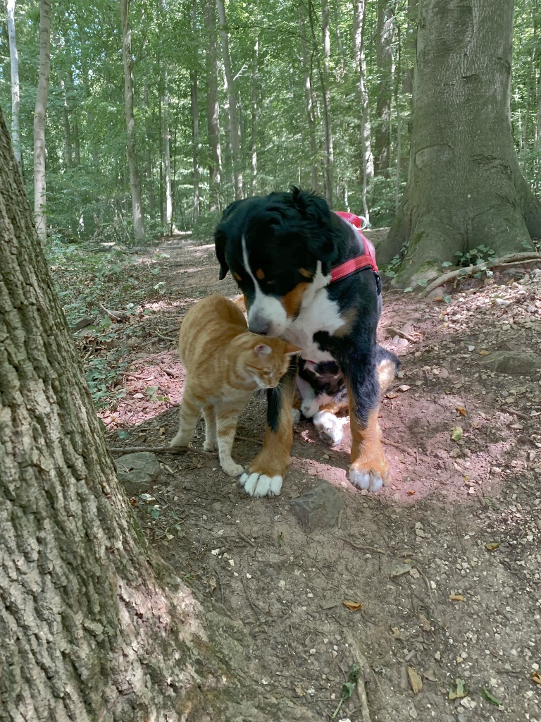 upload_2019-8-7_10-57-16.jpeg