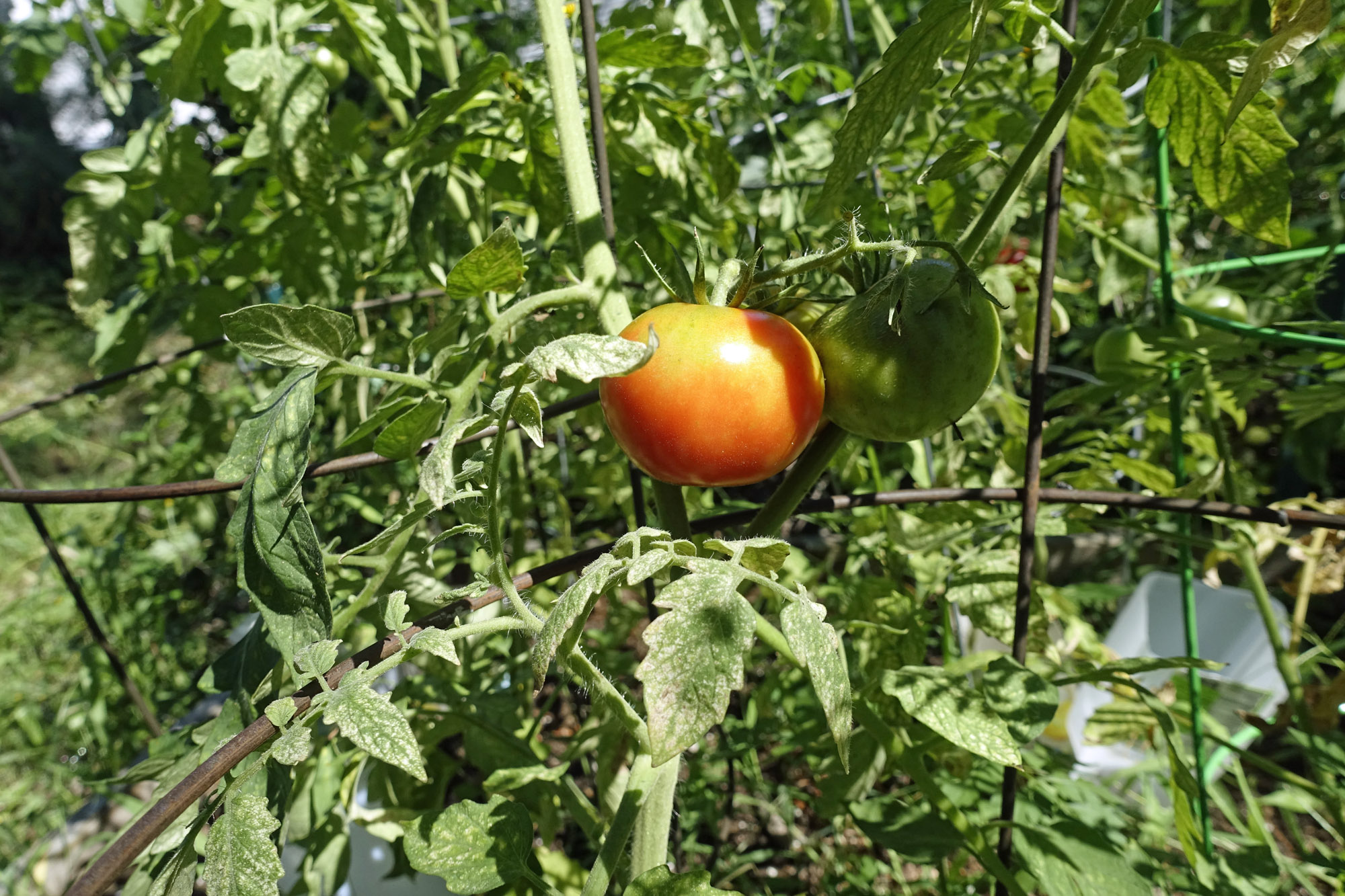 usaytomato2k.jpg